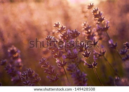 Lavender flower close up 