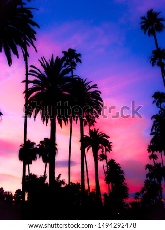 Hollywood California Palm Trees Sunset