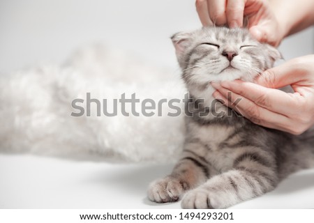 Happy cat Scottish fold breed age 3 months lovely comfortable sleeping by owner stroking hand grip at. Little scottish fold Cat cute ginger kitten pet is feeling happy. love to animals pet concept. Royalty-Free Stock Photo #1494293201
