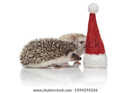 side view of a couple of two hedgehogs inspecting a christmas hat, standing side by side on a white background, full body