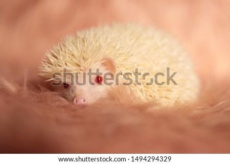 delightful tiny hedgehog laying down and resting head on the fluffy fur underneath it on pink soft studio background