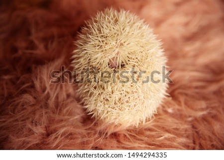 cute tiny hedgehog laying down on back and hiding in its spikes on pink soft studio background