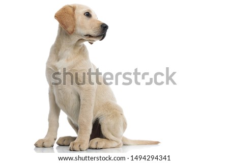 full body picture of a cute labrador retriever puppy looking away to side while sitting on white background
