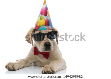 labrador retriver puppy looks to side while resting before a party, on whie background