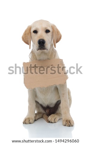 adorable labrador retriever puppy shows a sign at its neck, sitting on white backgrund