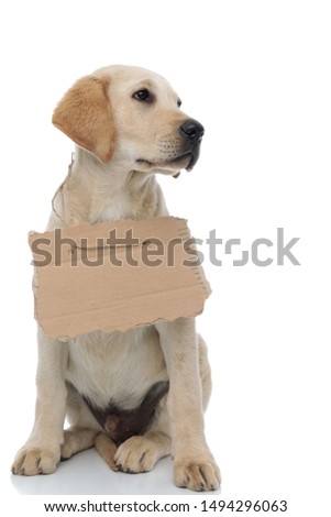 cute homeless labrador retriever puppy wearing a blank sign at its neck looks to side away from the camera on white background