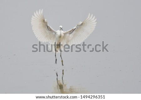 The little egret (Egretta garzetta) is a species of small heron in the family Ardeidae Royalty-Free Stock Photo #1494296351