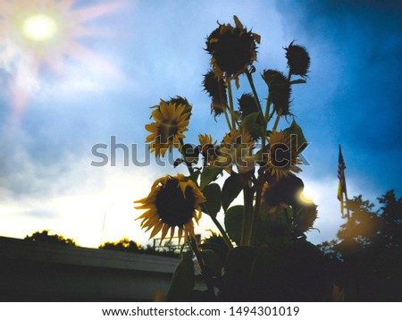 Sunflower blossoming in the beautiful city of New York New York