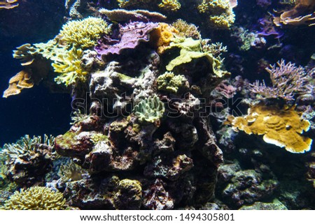 Coral reef aquarium fish anemones close up sea ocean water