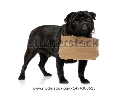 Lovely black pug begging and looking forward while having a sign around his neck and standing on white studio background