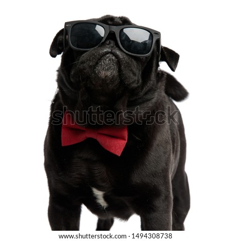 Cool pug bravely looking forward while wearing a pair of sunglasses and a red bowtie, standing with its mouth closed on white studio background