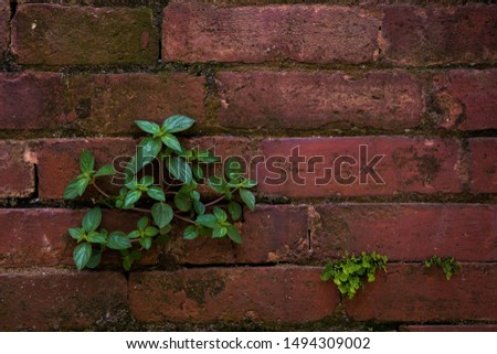 Green grass on red wall