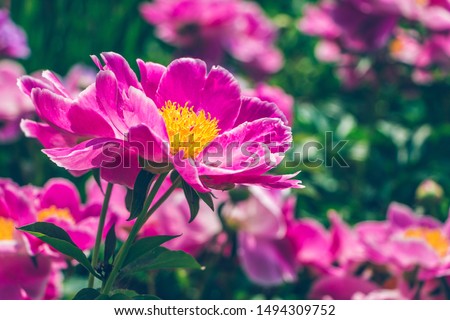 Paeonia lactiflora (Chinese peony or common garden peony) peony flower with opening white and pink petals and yellow center. Floral natural photo with green foliage on background. Bright sunny day. 
