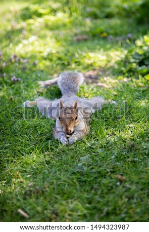 Grey Squirrel eating and laying in the grass in a garden /  22/04/2019 - image