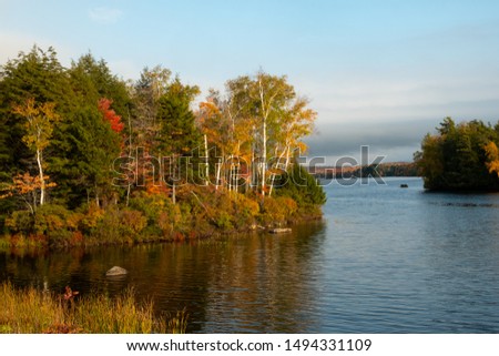 Late afternoon fall scene along a lake bank with white birch trees, a cove and an island