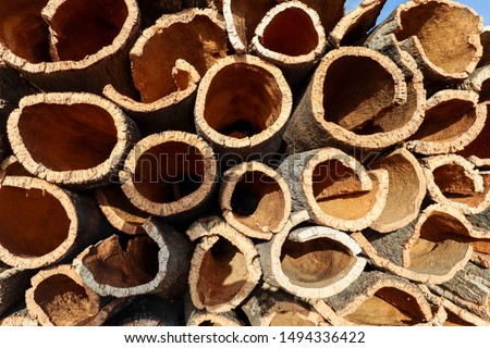 Harvested cork oak bark from the trunk of cork oak tree (Quercus suber) for industrial production of wine cork stopper in the Alentejo region, Portugal Royalty-Free Stock Photo #1494336422