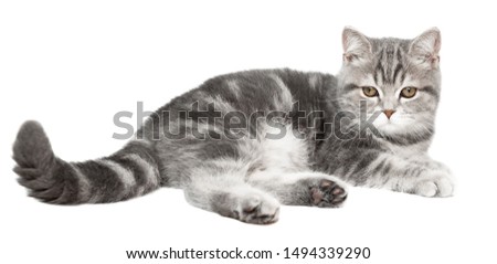 Cute scottish kitten cat isolated over white background.