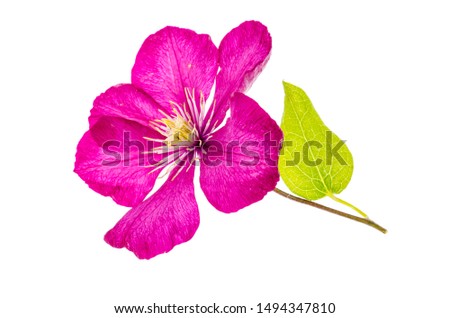 Pink clematis flower close-up isolated on white background. Studio Photo