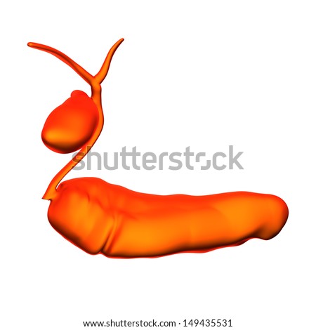 Pancreas and Gallbladder - Internal organs isolated on white