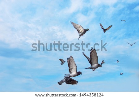pigeons flying in the sky