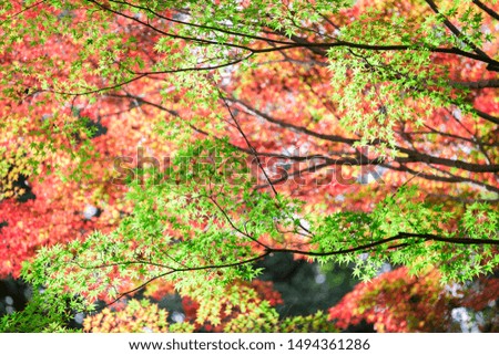 Background of red and orange autumn maple leaves with blue sky in kyoto, japan, colorful color. Kyoto is famous for its autumn leaves.