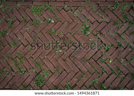 Red Brick walkway with green plants in the cracks, good background texture