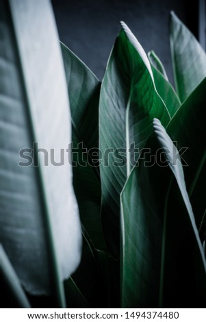 Dark green palm leaves against gray wall. Minimalism interior concept