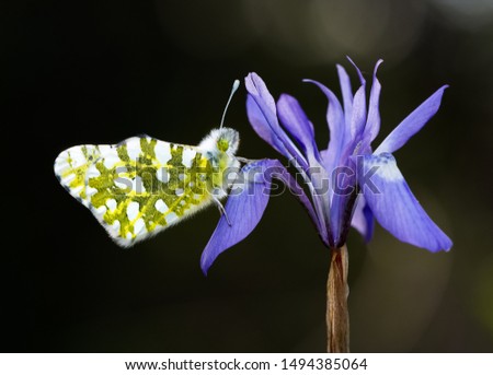photos of butterflies, flowers, butterflies and flowers
