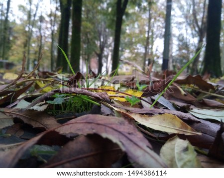 Close up of colorful fallen leaves in autumn with distant forest and trees background.