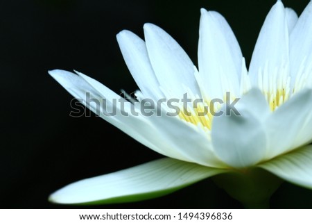 lotus flower close up  beautiful with background 