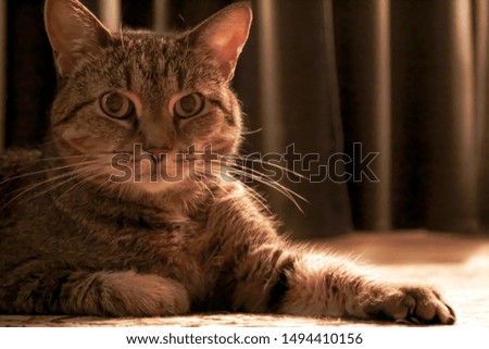 American Shorthair Breed Female Cat