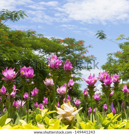 Siam Tulip flowers with grass and sky 