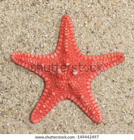 Starfish on the sand background