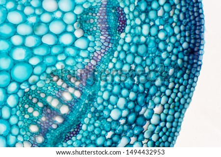 Cross sections of plant stem under microscope view for education plant physiology. Royalty-Free Stock Photo #1494432953