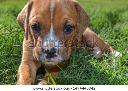 Brown puppy in the grass.