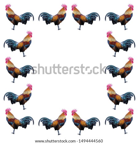 Duplicate chicken , isolated on white background.clipping path.