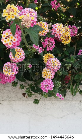 flowers of various colors on the wall           