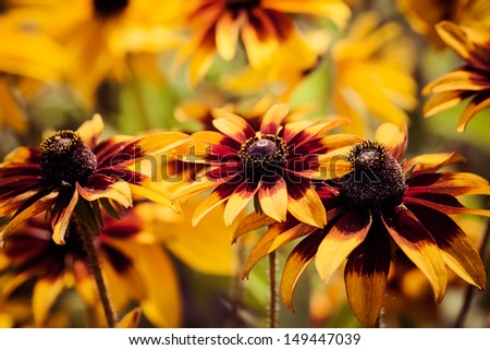 Bright yellow rudbeckia or Black Eyed Susan flowers in the garden 