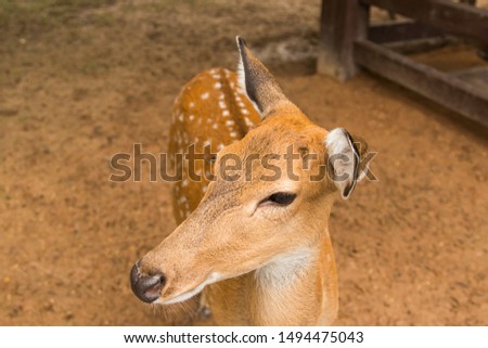 The beautiful pattern axis deer