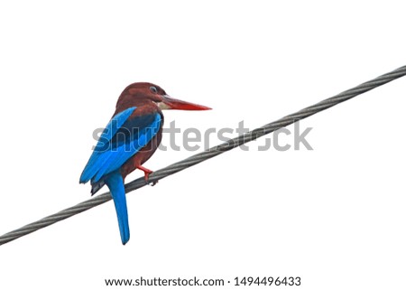 The White-throated Kingfisher on the line
