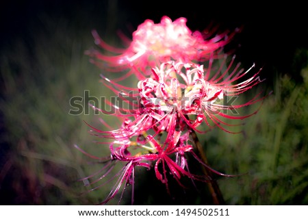 Lycoris radiata or Equinox Flower Royalty-Free Stock Photo #1494502511