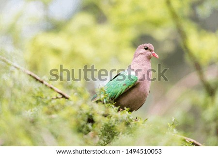 Emerald dove perching on a tree
