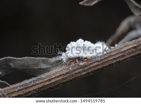 white mealybug pseudococcidae on the tree branch