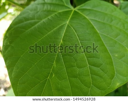 Heart shaped green leaf background