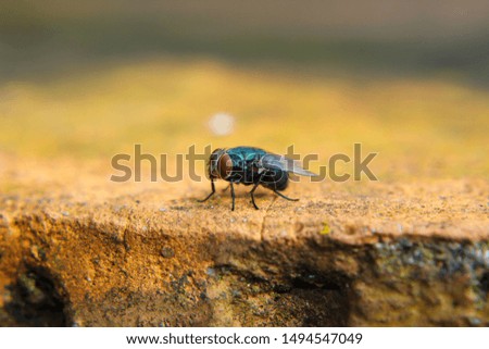 Fly view in close up for Macro Photography