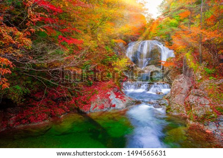 Japanese Hot Springs Onsen Natural Bath Surrounded by red-yellow leaves. In fall leaves fall in Yamagata. Japan. Waterfall among many foliage, In the fall leaves Leaf color change  Royalty-Free Stock Photo #1494565631