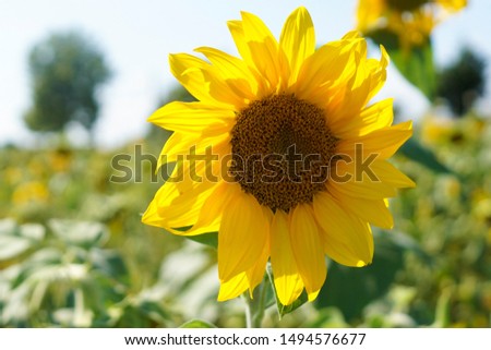 A fresh yellow sunflower in the summer sunshine