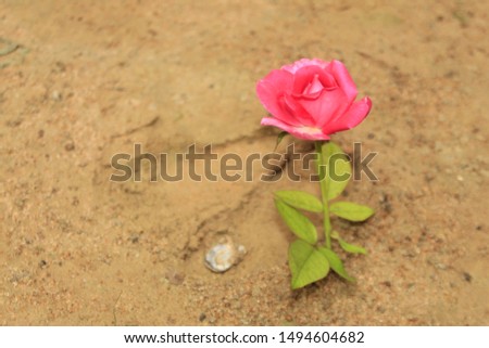Colorful, beautiful, delicate pink rose on a floor.
