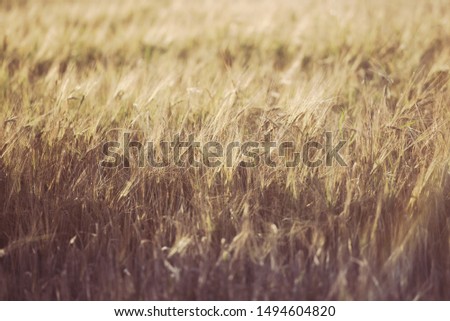 Ripe wheat, ears in the field. Close - up of the harvest of bread. Autumn background. Harvest time.