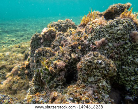 Dead Sea Coral in Malta shallow reef